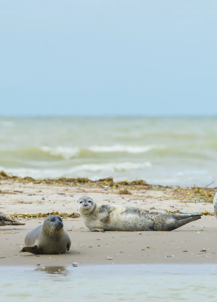 Les phoques de la Baie de Somme